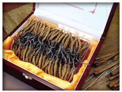 天等冬虫夏草回收